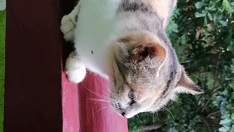 Our cute little pussy.