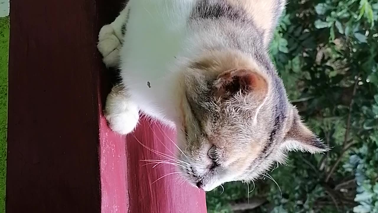 Our cute little pussy.
