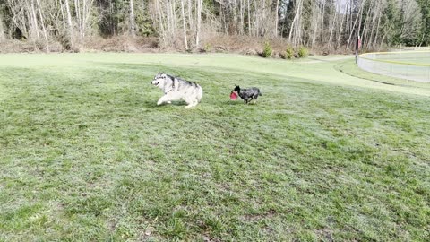 Yuma chases Grizz and Meeka 298432094