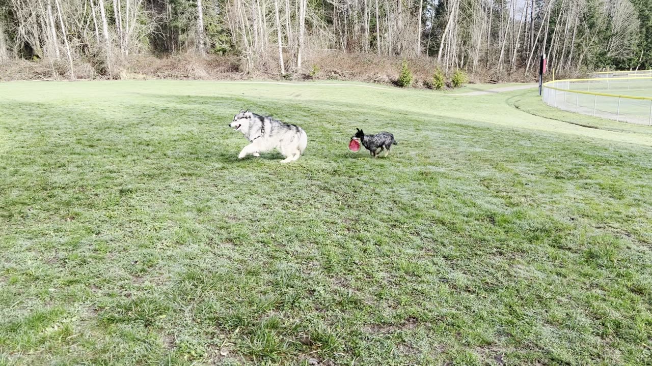 Yuma chases Grizz and Meeka 298432094