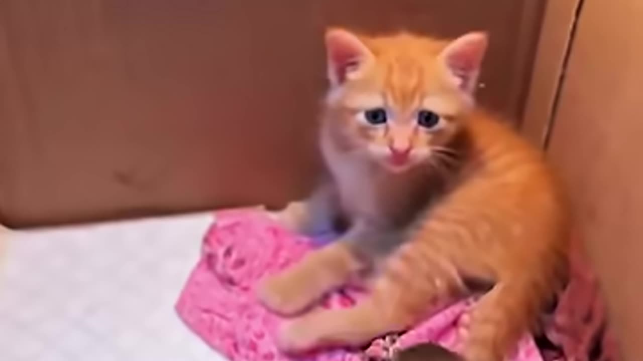 Kindness opened the door to something beautiful (reuploaded) #shorts #birds #animals #wholesome