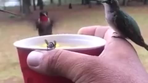 Humming Birds and a Wasp Drinking Water from a Cup