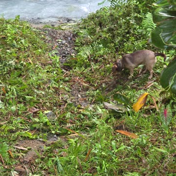 Expat in the Philippines: Even Our City Dog Loves the Farm Life! 🐶🇵🇭🌾