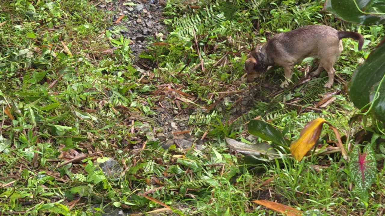 Expat in the Philippines: Even Our City Dog Loves the Farm Life! 🐶🇵🇭🌾