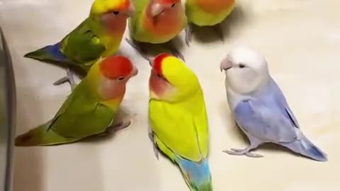 What are they talking about?