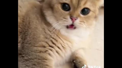 Funny Cats