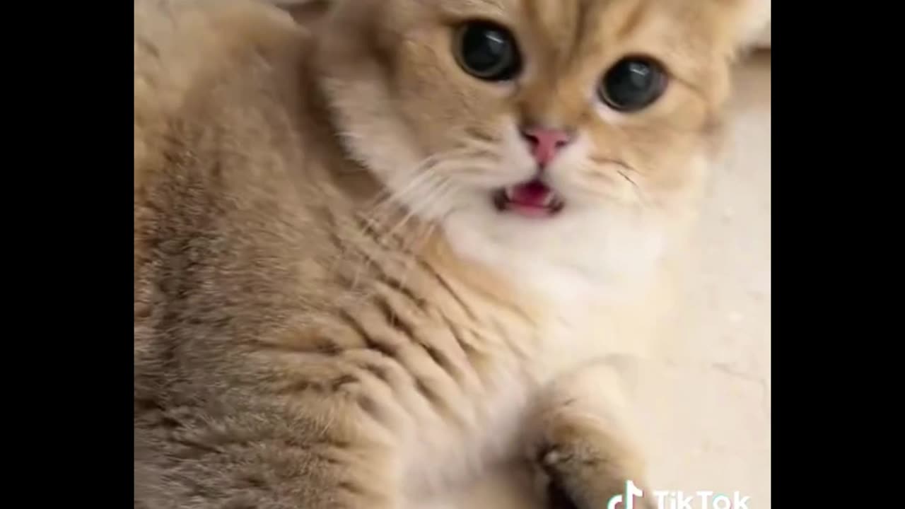 Funny Cats