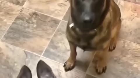 man throw trash on the ground but the dog pick it up and throw it in bin🐕 Now now, mama’s hungry