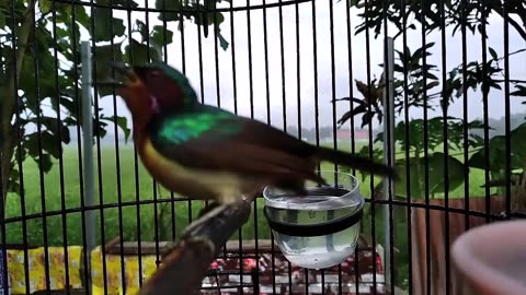 Black-rumped hummingbird
