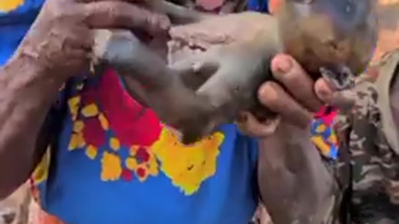 APEFRIKAN NIGGER RATS HAVING A BIG FEAST ( IMAGINE THE HORROR THAT LITTLE MONKEY WENT THROUGH )