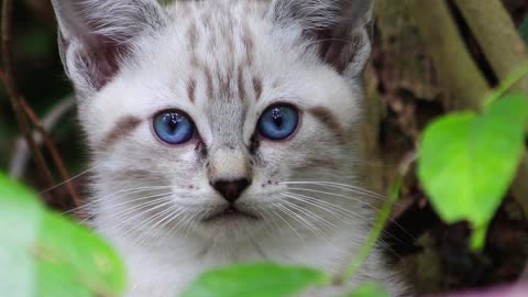 Cute Animal Ep60