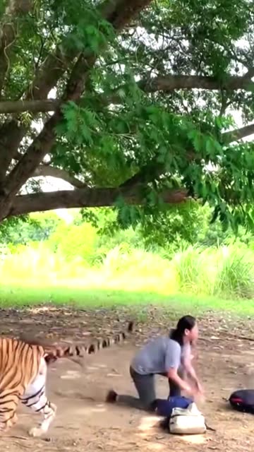 Panic In Seconds- Tiger Jump Caught on CCTV 😱