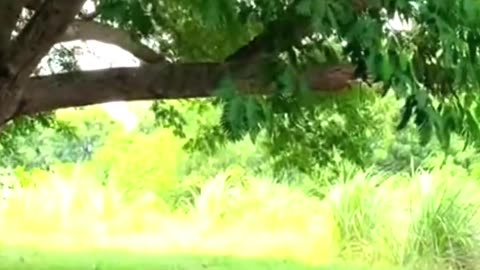 Panic In Seconds- Tiger Jump Caught on CCTV 😱