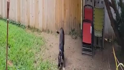 Playful Dog Afraid Jumping Pool