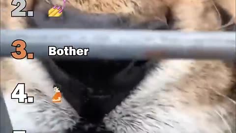 Ranking: Best Big Cat Housecats Moments 🐾 | Top Wild-at-Heart Feline Clips