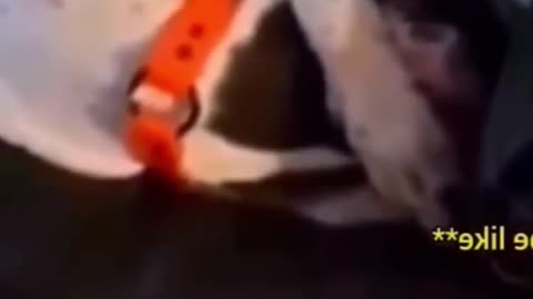 funny animal fails