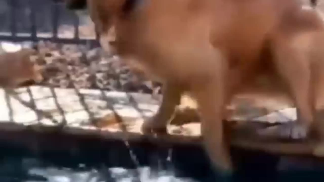 animal funny