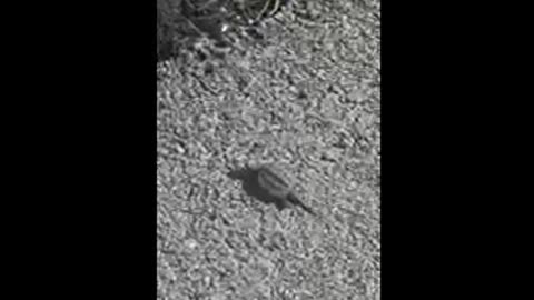 Snapping turtle
