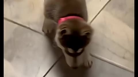 Ginger as a baby