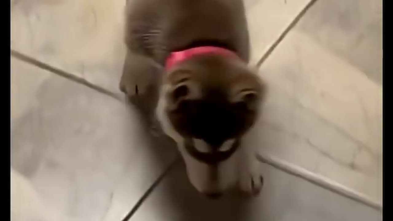 Ginger as a baby