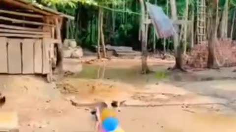 Funny videos of 😂 dog 🐕🤣