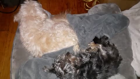 Little buddies