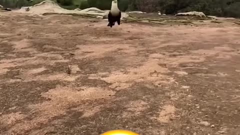 Talking Animals 🤣