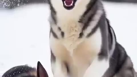 Rottweiler Puppy vs Pitbull puppy ( German Shepherd, Husky, Doberman, labrador retriever, Pointer)