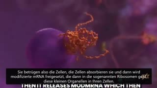 🇬🇧UT🇩🇪.Ein klasse Video, das genau zeigt, was mRNA wirklich macht und was konkret in der Zelle