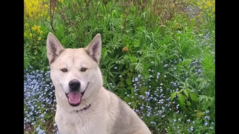Dagmar the Huskita Spring flowers in the UP