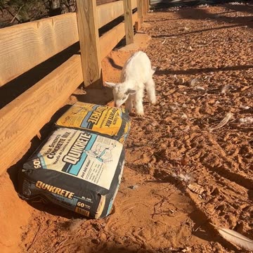 Baby Goats are always testing us!!!