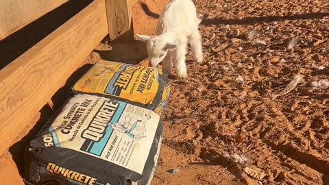 Baby Goats are always testing us!!!