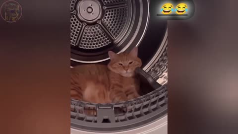 BEST FUNNIEST CATS AND DOGS VIDEOS 2024 😂 | FUNNY ANIMAL VIDEOS