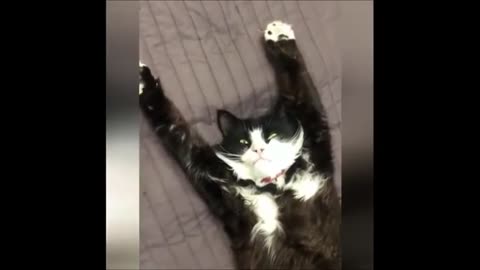 FUNNY ANIMAL CLIPS PART 8