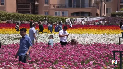 California flower fields attract thousands of visitors