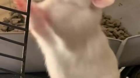 Hamster looking for help