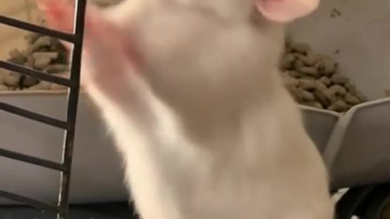 Hamster looking for help