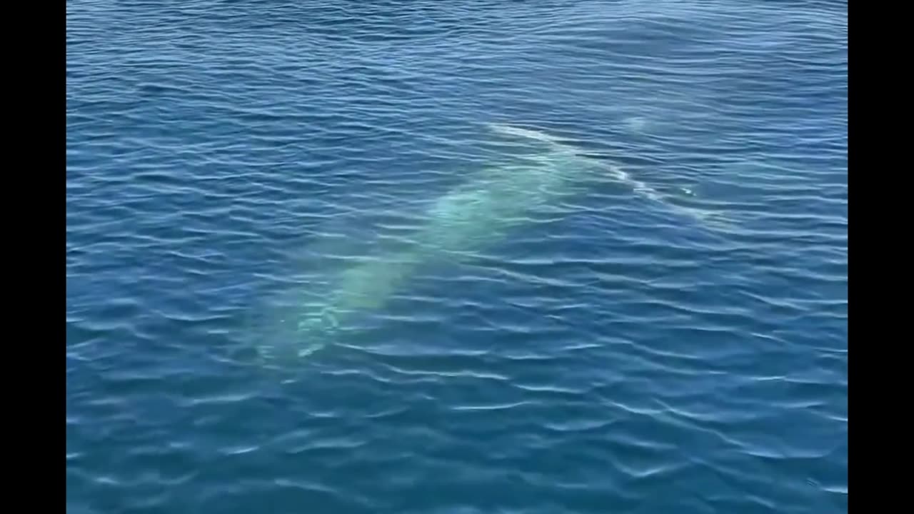 Humpback S2