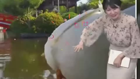 Ovulating women subconsciously mimic vocal pitch of high-status women.