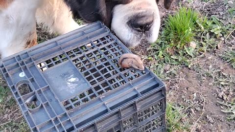 Saint Bernard Meets Hamster for the First Time