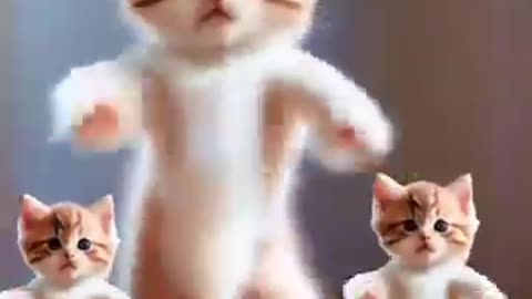 Cat dance ,cat super funey vidio,cat funey