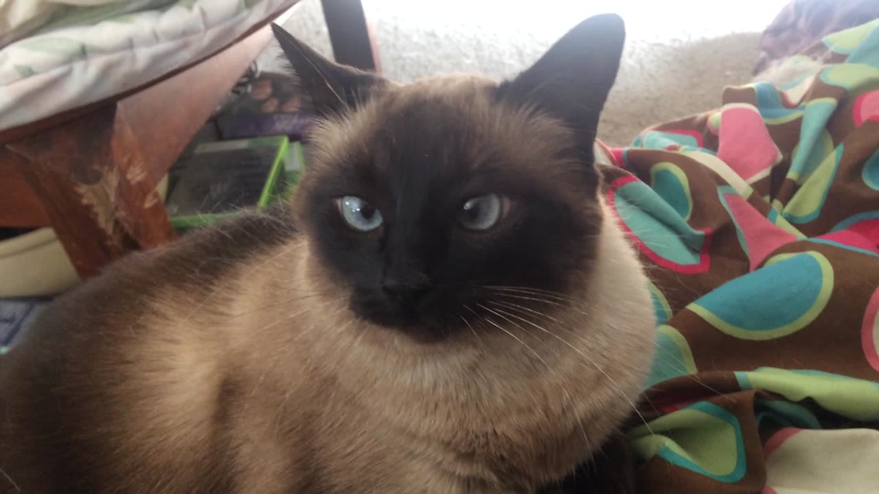 Jasmine