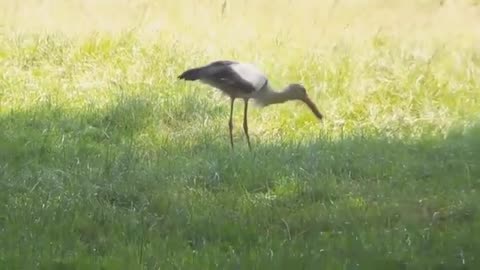 Stork: There was a snake, and there is no snake! That was a long treat! 🙂
