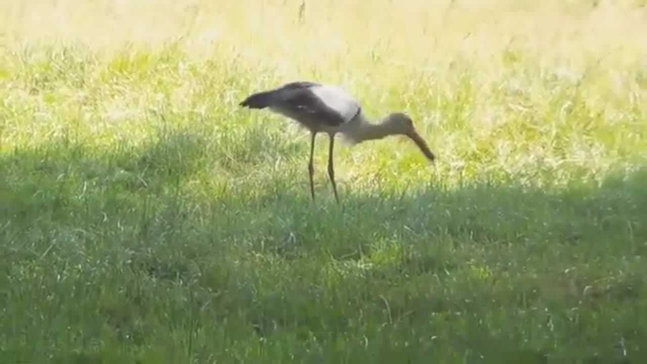 Stork: There was a snake, and there is no snake! That was a long treat! 🙂