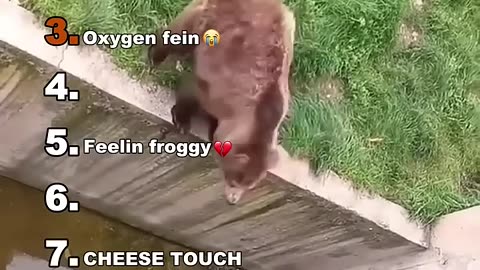 Lovely animals