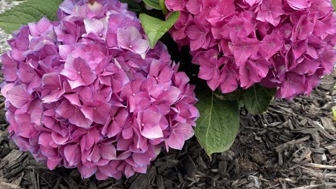 Let's Dance Rave Hydrangea / MY GARDEN TIME