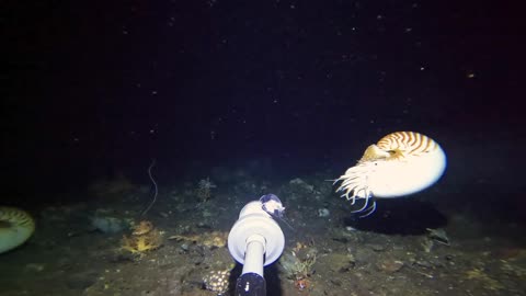 A Creature No One Can Identify — Discovered at the Bottom of the Bali Sea