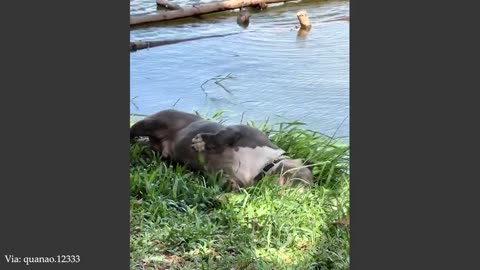 You Will Die Laughing At These Animals