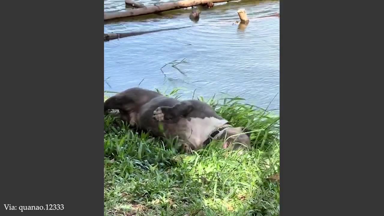 You Will Die Laughing At These Animals