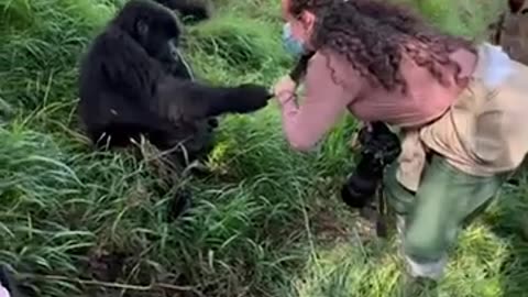 😂🦍 You Won't Believe This Gorilla's Jealous Revenge! | FunFM